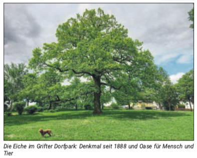 Eiche im Grifte Dorfpark