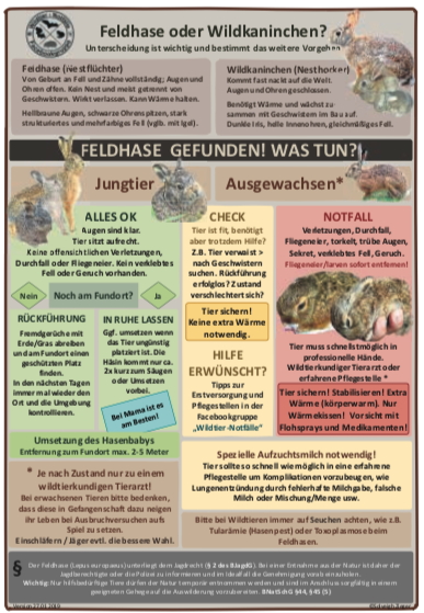 Feldhase